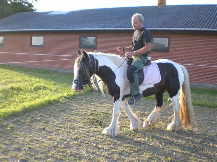 Irish Cob Indyana - Dygtige Indy :) billede 15