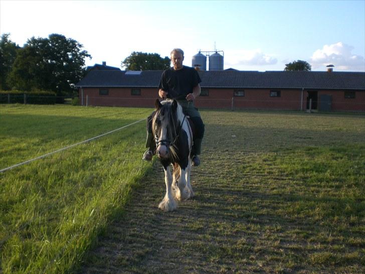 Irish Cob Indyana - :) billede 16