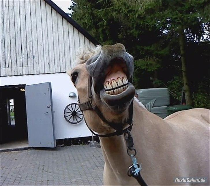 Fjordhest Mikkel! *SOLGT* :'( - Velkommen til Mikkel´s profil :D<3 billede 1