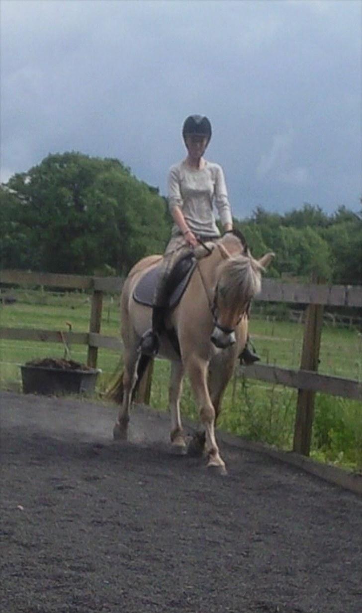 Fjordhest Mikkel! *SOLGT* :'( - Smukt!*: billede 2