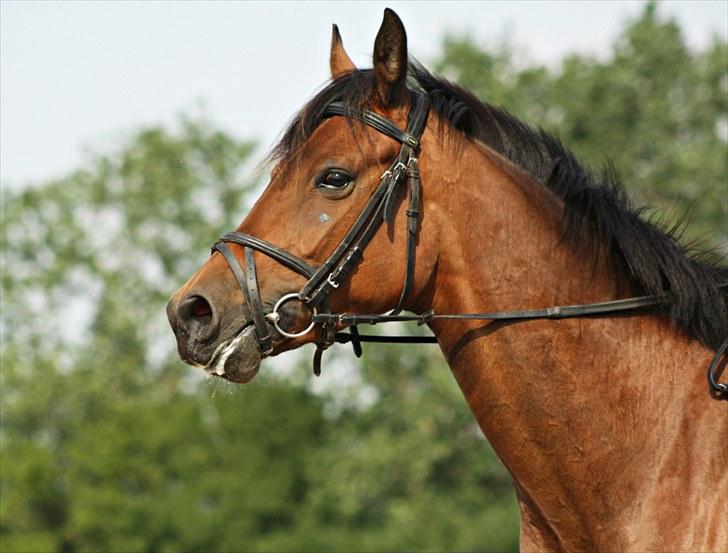 Anden særlig race Shania | R.I.P Savnet! - Elsker min prinsesse !  Fotograf: Louise Pilgaard billede 17