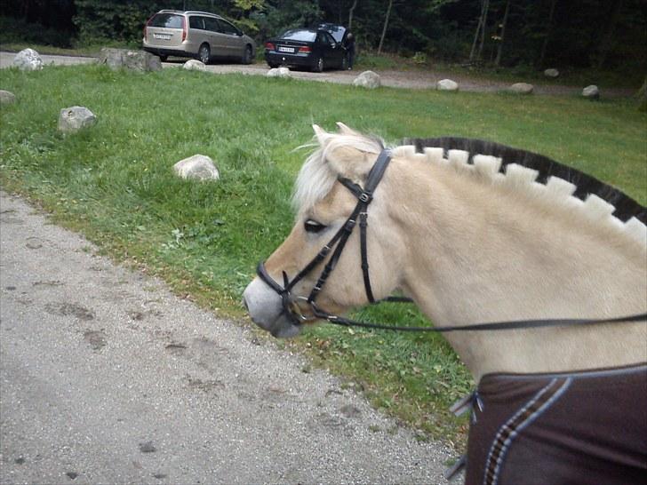 Fjordhest Mikkel! *SOLGT* :'( - Efter en tur i skoven(: billede 3