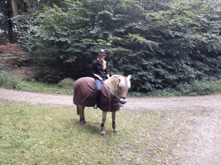 Fjordhest Mikkel! *SOLGT* :'( - parade.. mikkel var lidt utilfeds med at skulle stå stille, derfor blev det ikke så pænt :D billede 4