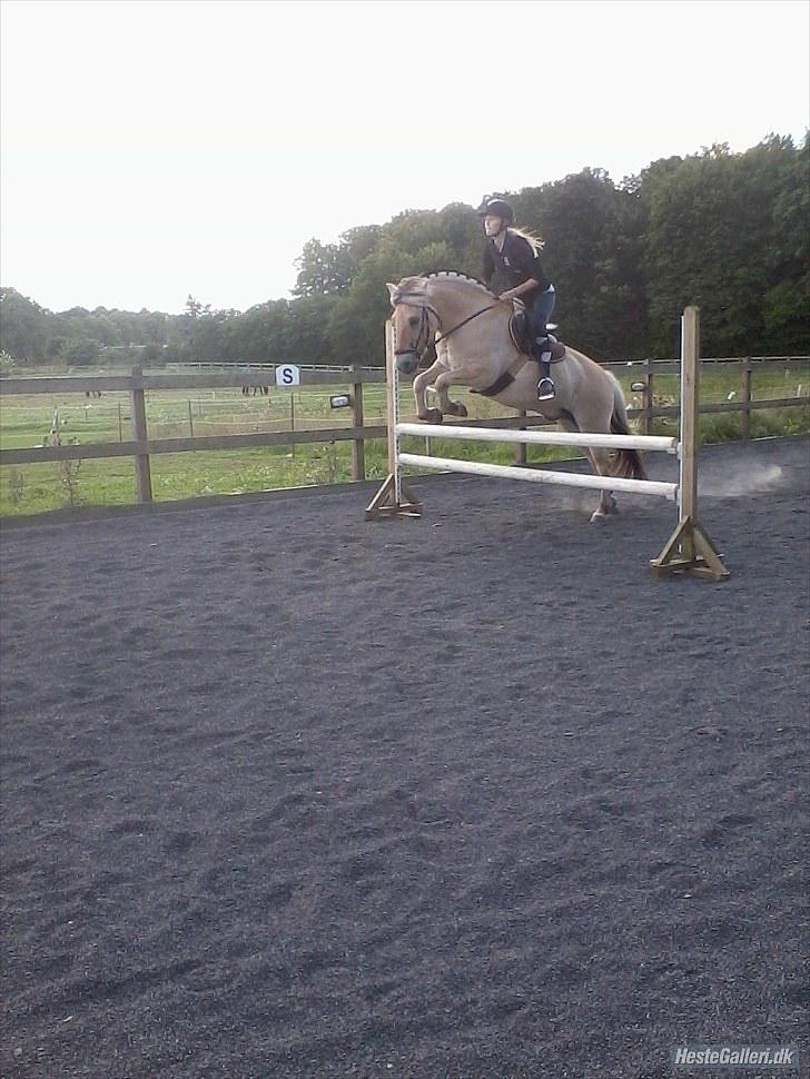 Fjordhest Mikkel! *SOLGT* :'( - her springer vi (: billede 5