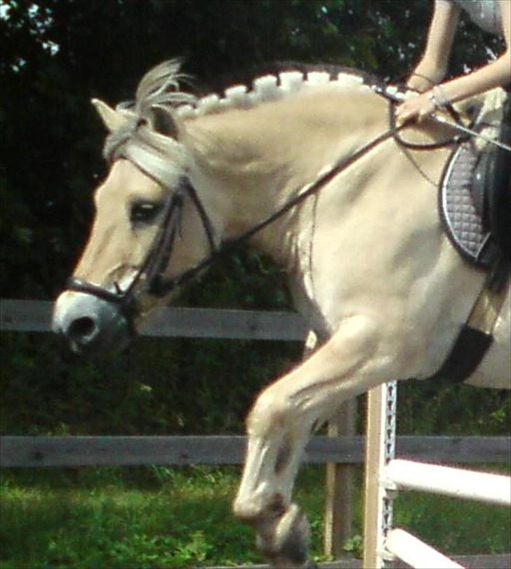 Fjordhest Mikkel! *SOLGT* :'( - Nuuted!:D billede 6