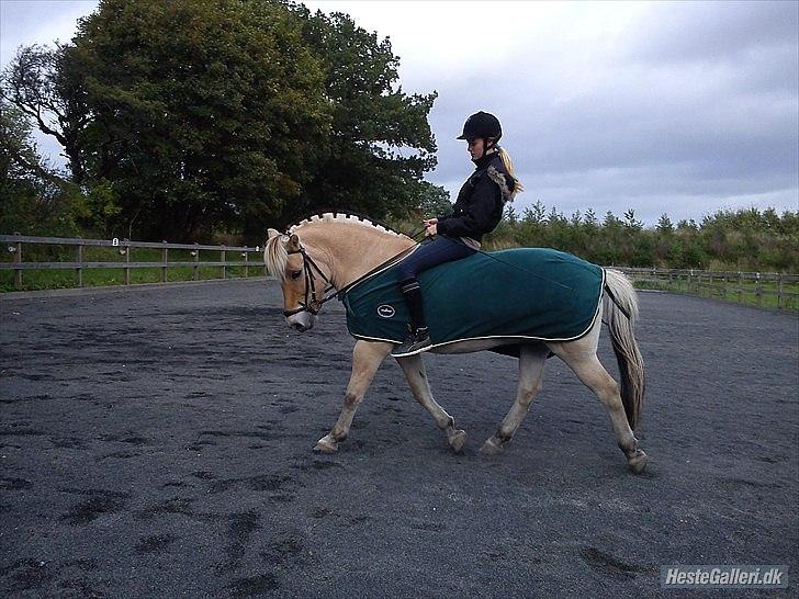 Fjordhest Mikkel! *SOLGT* :'( - uden saddel :D foto: kathrine søndergaard <3 billede 7