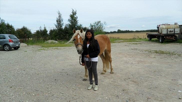 Tyroler Haflinger Stranor - Lige kommet hjem fra Faxe Dyrehospital... (Han var bange for kameraet, så han prøver på at gemme sig bag mig) ;-) billede 7