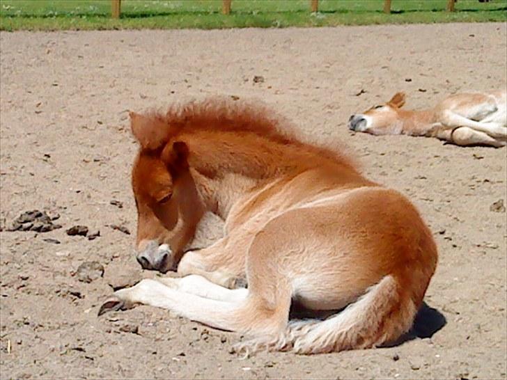 Islænder Líf<3 - Ej! Nu lå jeg lige og sov, og så skal i lige komme og tage billeder af mig!? billede 2