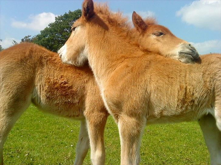 Islænder Líf<3 billede 3