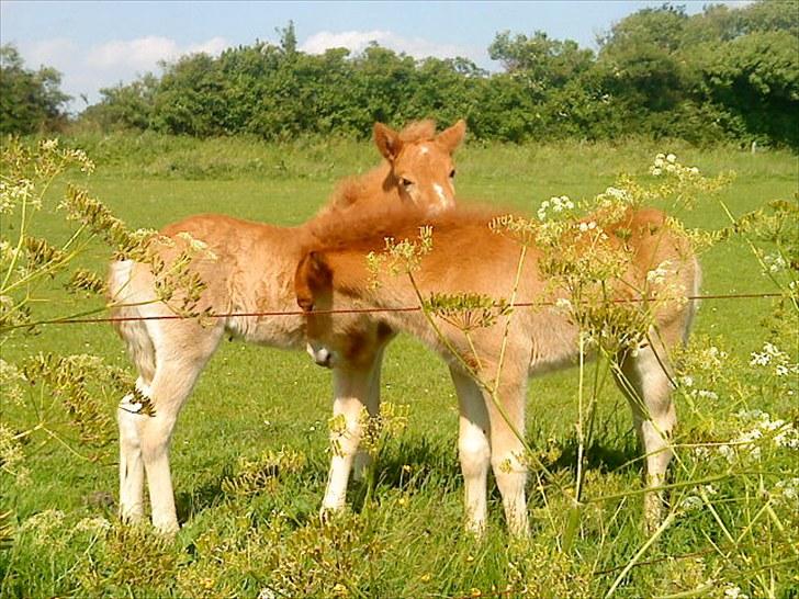 Islænder Líf<3 billede 4