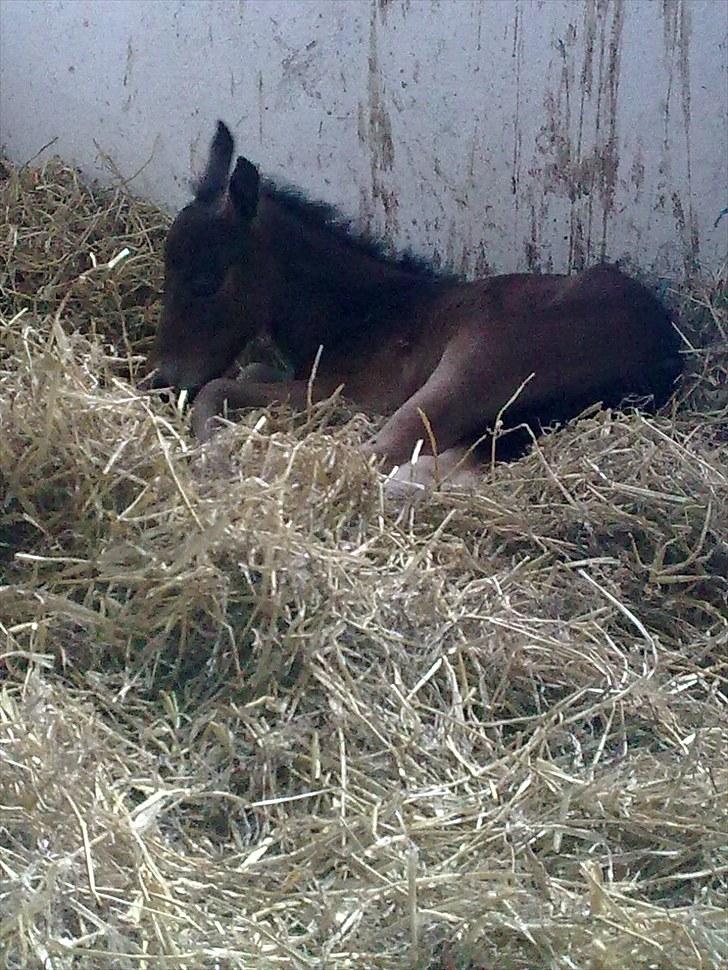 Connemara Marienhøjs Bella billede 4