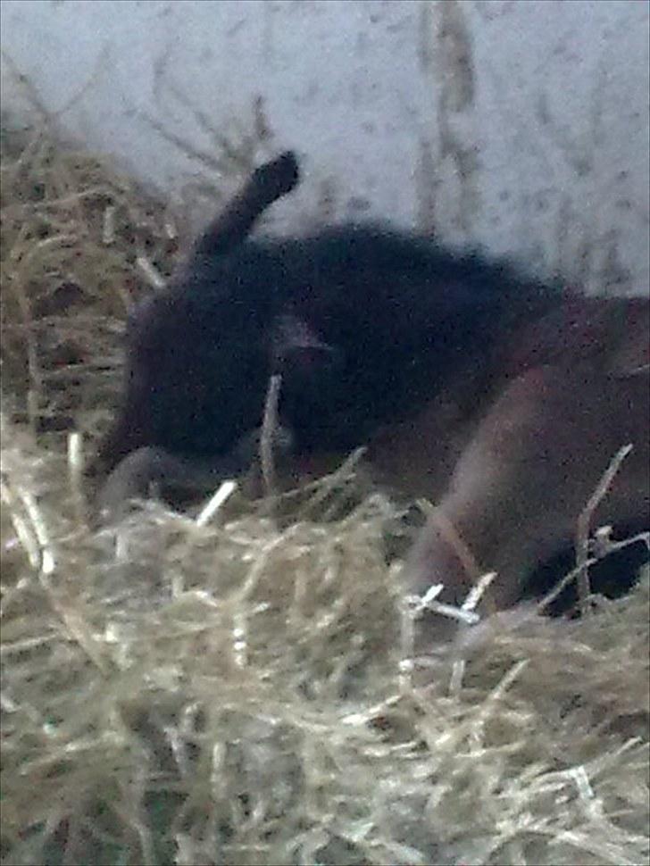 Connemara Marienhøjs Bella billede 5