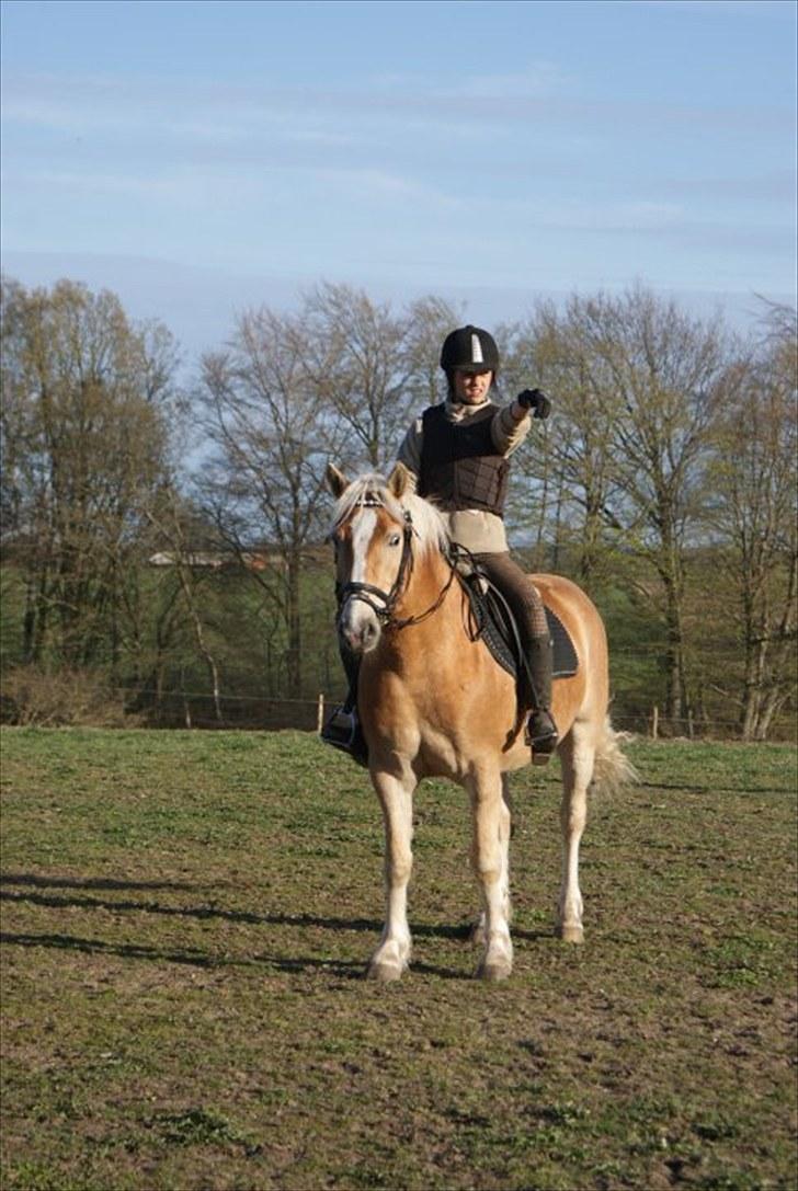 Haflinger Stabejs Dybdal<33 - U smile I smile billede 4