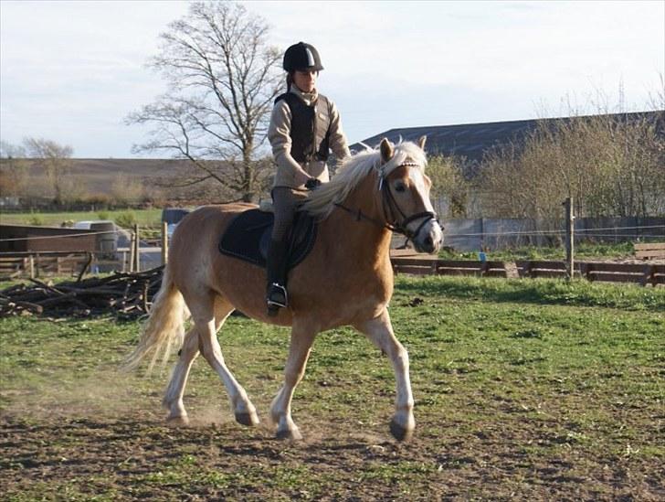 Haflinger Stabejs Dybdal<33 - Your lips my bigges weakness!:-* billede 5