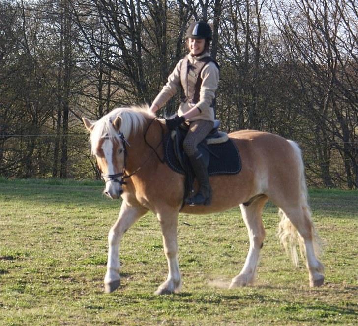 Haflinger Stabejs Dybdal<33 - Love you honse!<3 billede 6