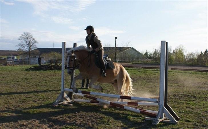 Haflinger Stabejs Dybdal<33 - Kiss and tell!<3 billede 7