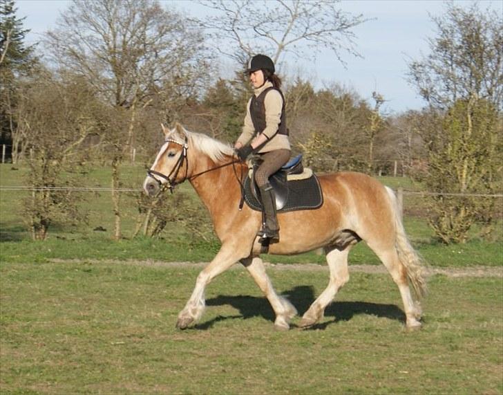 Haflinger Stabejs Dybdal<33 - JJJJJJ B! billede 8