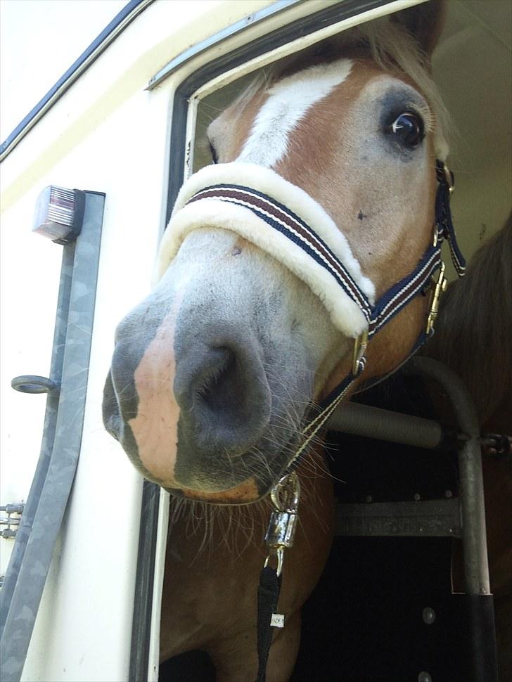 Haflinger Stabejs Dybdal<33 - I don´t want to tweet about JB!<3 billede 9