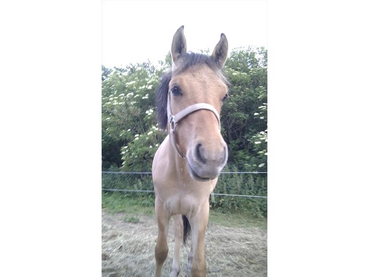 {{currentPhoto.altText}} billede {{currentPhoto.number}}