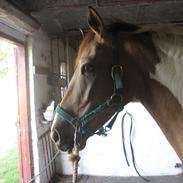 Pinto Royal Kasmina's Tiggi