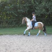 Pinto Royal Kasmina's Tiggi