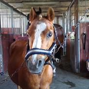 Welsh Pony (sec B) jupiter