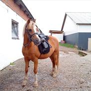 Welsh Pony (sec B) jupiter