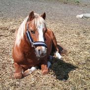 Welsh Pony (sec B) jupiter