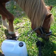 Welsh Pony (sec B) jupiter