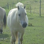 Fjordhest Faxe<3<3<3
