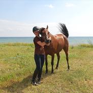 Anden særlig race Scarlet