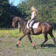 Trakehner Tralle *FerieHest*