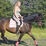 Trakehner Tralle *FerieHest*