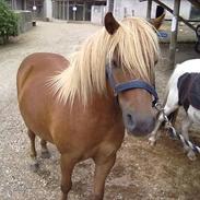 Anden særlig race Shelby