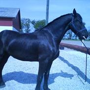 Frieser Regal Redmer