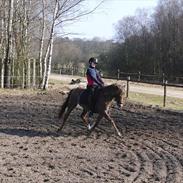 Welsh Pony (sec B) Stoak Laura (Stoakie)