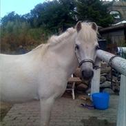 Anden særlig race Qeen Solgt