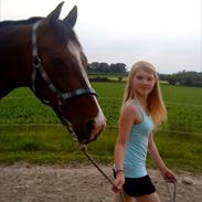 Dansk Varmblod Prior´s Lex