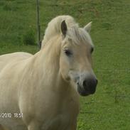 Fjordhest Faxe<3<3<3
