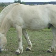 Fjordhest Faxe<3<3<3