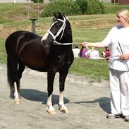 Welsh Pony af Cob-type (sec C) Lundquistens Black Bess