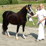 Welsh Pony af Cob-type (sec C) Lundquistens Black Bess