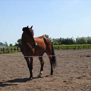 Anden særlig race Sir Anthony