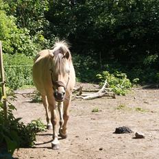Fjordhest NINJA VINSTRUP