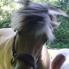 Fjordhest NINJA VINSTRUP