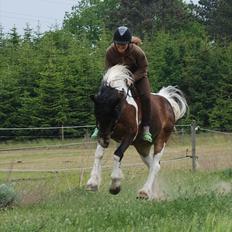 Irish Cob Dancer *Min pige<3*