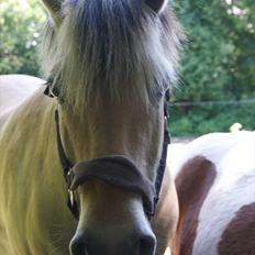 Fjordhest NINJA VINSTRUP