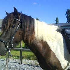 Islænder Dagfari fra Gjøl