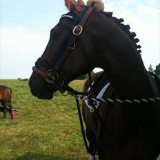 Anden særlig race Chianti Zamangah