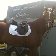 Anden særlig race Chianti Zamangah